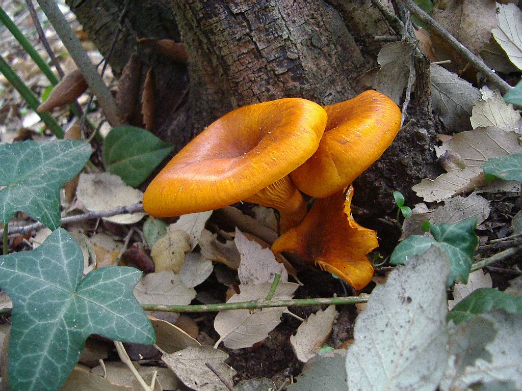 Omphalotus olearius?